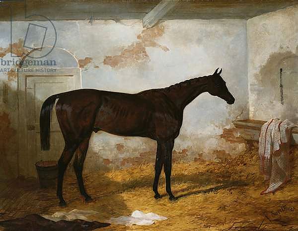 Mr A.W. Hill's Bay Colt 'Sweetmeat' in a Loose Box, 1845