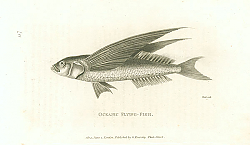 Постер Oceanic Flying-Fish 1