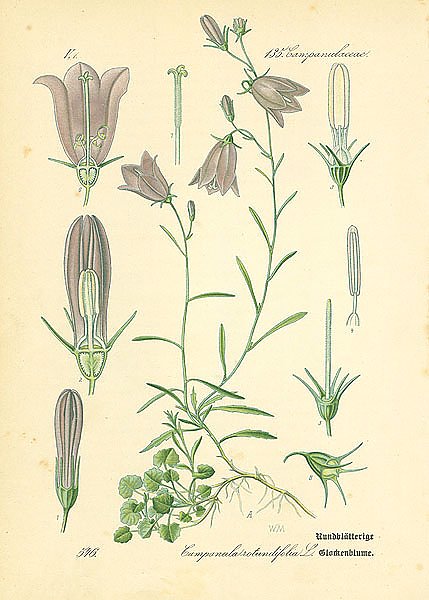 Campanulaceae, Campanula rotundifolia