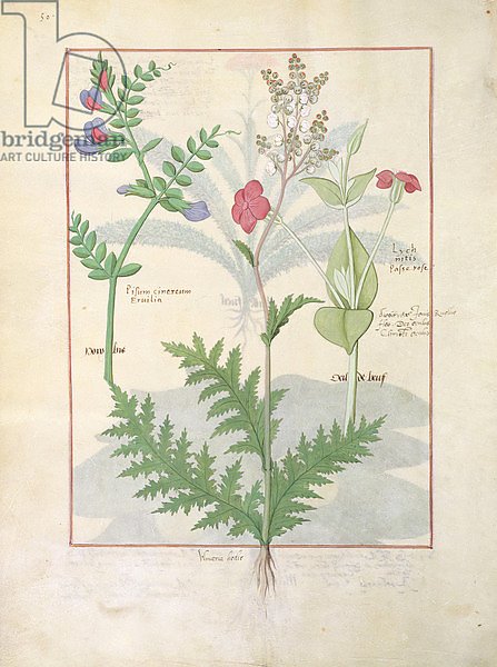 Ms Fr. Fv VI #1 fol.136v Illustration from 'The Book of Simple Medicines'