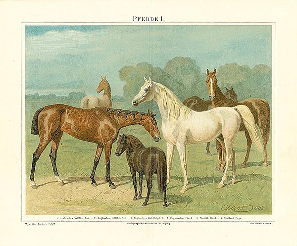 Лошади I 1