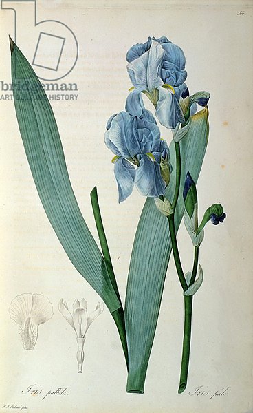 Iris Pallida, from `Les Liliacees', 1805