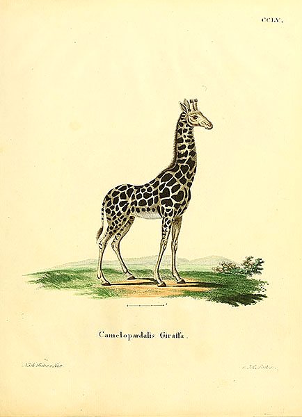 Жираф Camelopardalis Giraffa