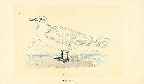 Ivory Gull 1