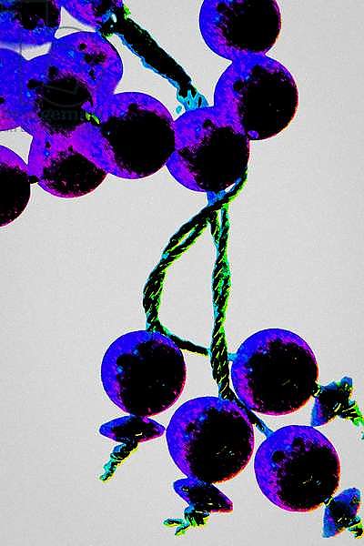 Purple Prayer Beads, from the series Misbaha, 2016