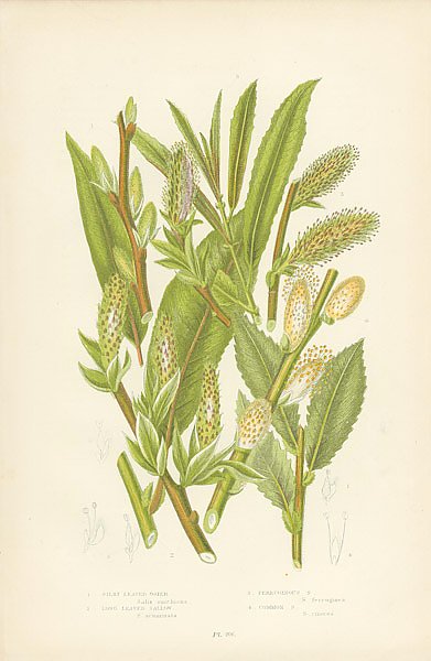 Silky Leaved Osier, Long Leaved Sallow, Ferruginous s., Common s.