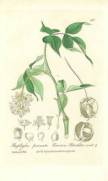 Staphylea pinnata. Common Bladder-nut 1