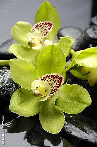 Орхидеи 9