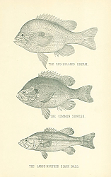 Постер The Red-Bellied Bream, The Common Sunfish, The Large-Mouthed Black Bass 2