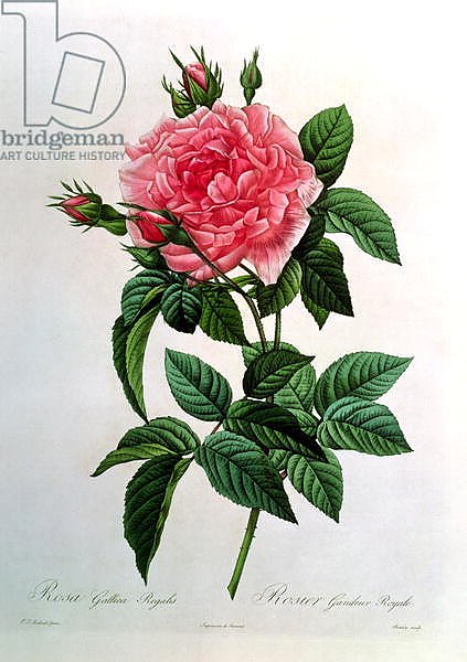 Rosa Gallica Regallis, from 'Les Roses', 19th century