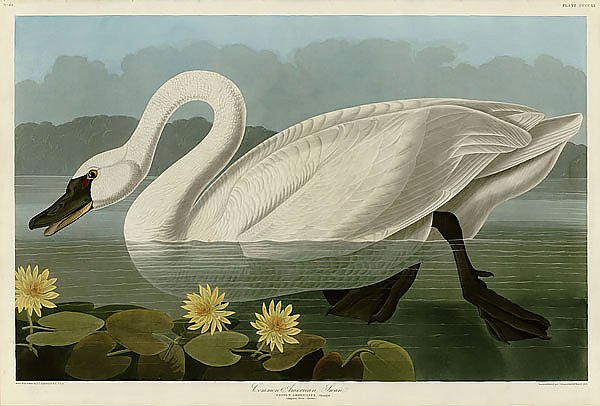Common American Swan