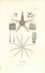 Постер Asterias aurantiaca, Comatula carinata Lam 1