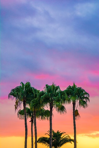 Группа пальм на фоне заката