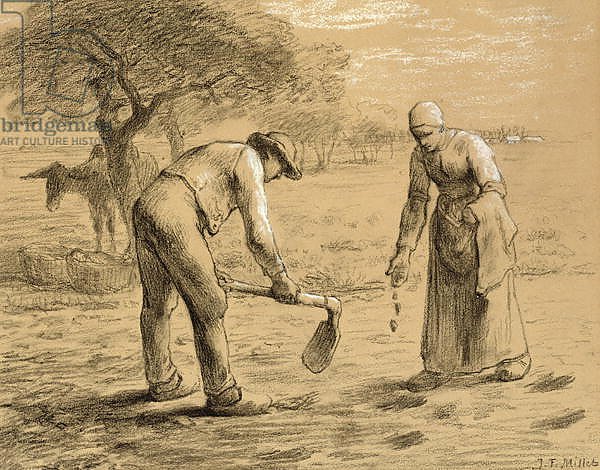 Peasants planting potatoes