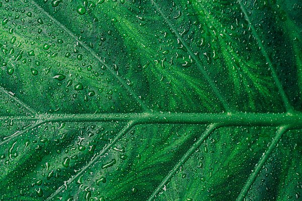 Зеленый сочный лист в каплях воды