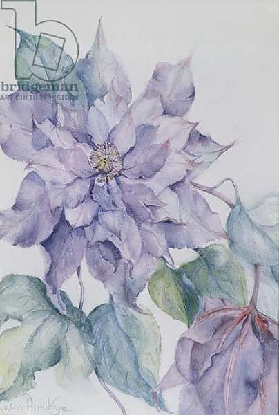 Clematis, Lord Neville