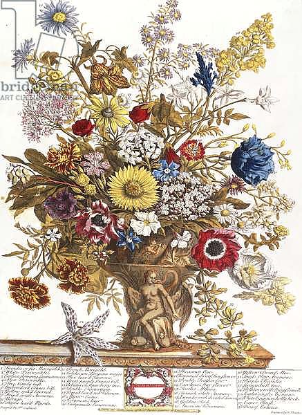 November, from 'Twelve Months of Flowers', 1730