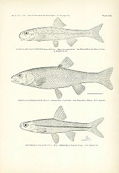Постер Hybopsis Aestivalis Marconis Jordan&Gilbert, Semotilus Atromaculatus, Opsopaedus Oscula Evermann 1