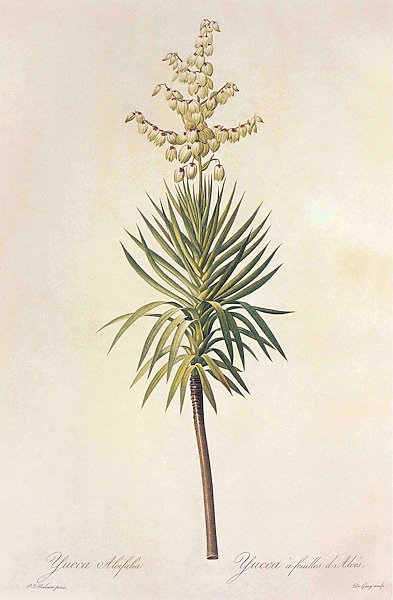 Yucca aloifolia L