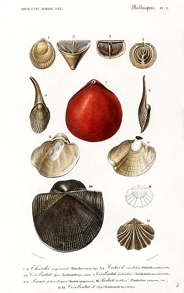 Разные виды раковин моллюсков