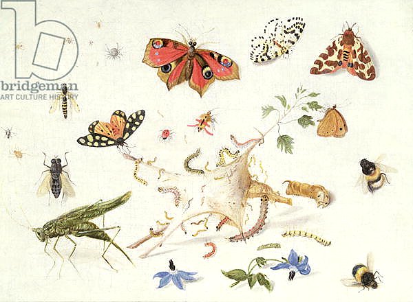 Study of Insects and Flowers