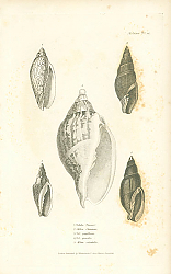 Постер Voluta Turneri, Mitra Chinensis, Vol. papillosa, Vol. gracilis, Mitra orientalis 1