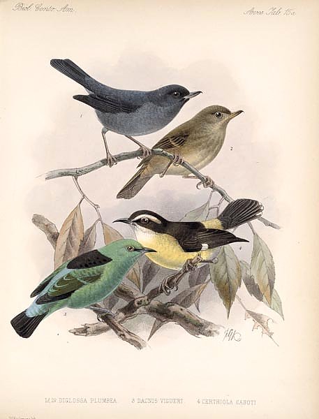 Птицы J. G. Keulemans №17