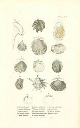Постер Ostrea crista_gallii, Avicula heteroptera, Lima glacialis, Plicaluta cristata, Pecten gibbosus 1