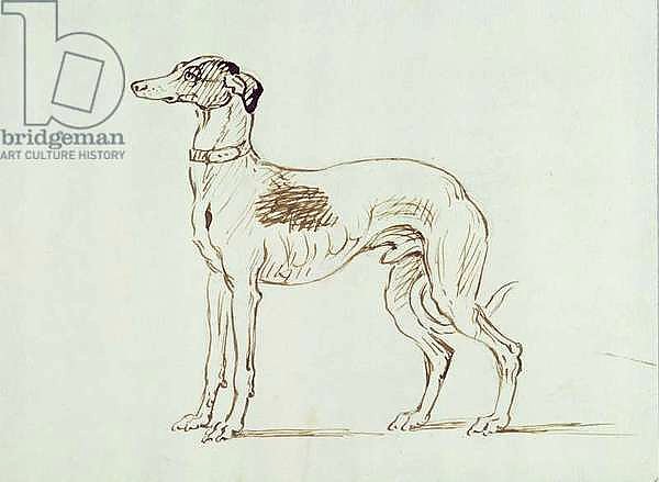 A Greyhound, Facing Left