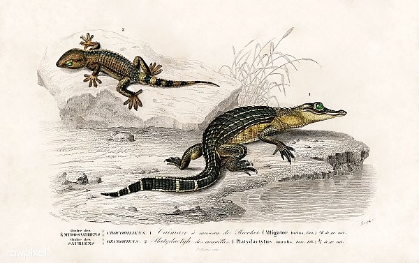 Аллигатор (Alligator incius) и ящерица Лилфорда (Podarcis lilfordi)