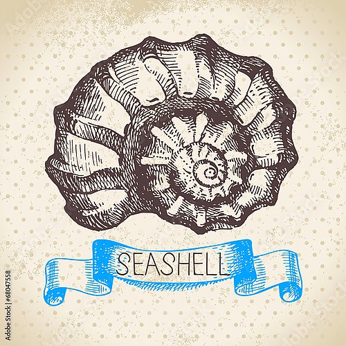Иллюстрация с морской раковиной