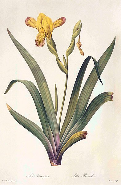 Постер Iris variegata L