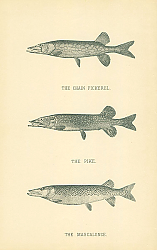 Постер The Chain Pickerel, The Pike, The Mascalonge