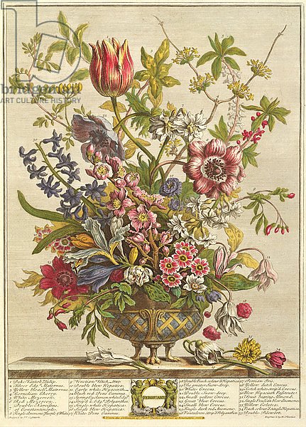 February, from `Twelve Months of Flowers' by Robert Furber engraved by Henry Fletcher