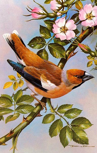 British Birds - Hawfinch