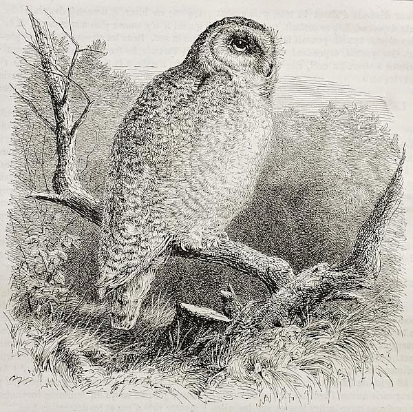 Snowy Owl (Bubo scandiacus). Published on Merveilles de la Nature, Bailliere et fils, Paris, 1878