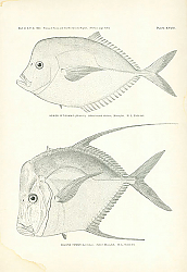 Постер Vomer Setipinnis (Mitchill), Selene Vomer (Linnaeus) 1