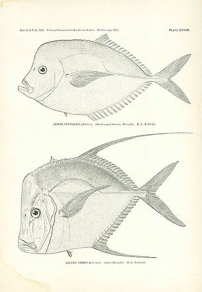 Vomer Setipinnis (Mitchill), Selene Vomer (Linnaeus) 1