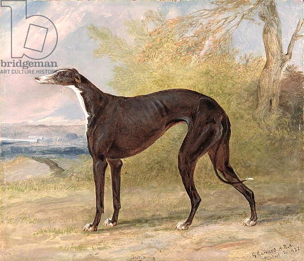 One of George Lane Fox's Winning Greyhounds: the Black and White Greyhound Bitch, Juno 1822