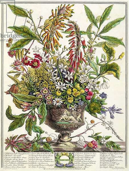 January, from `Twelve Months of Flowers', by Robert Furber engraved by Henry Fletcher