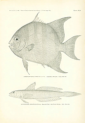 Постер Chaetodipterus Faber, Gobionellus Oceanicus