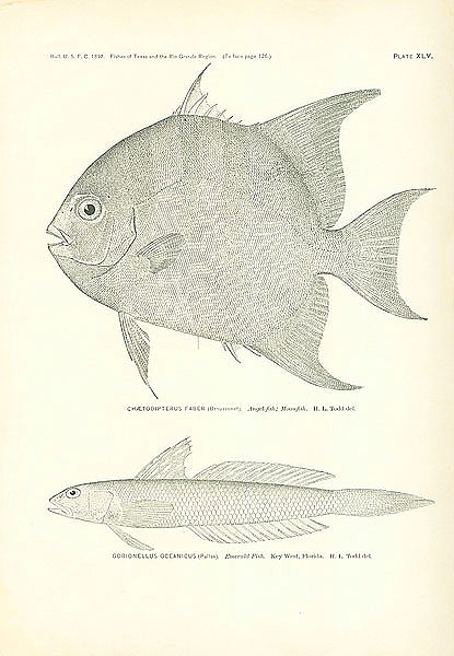 Chaetodipterus Faber, Gobionellus Oceanicus