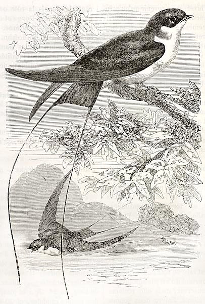 Wire-tailed Swallow old illustration (Hirundo smithii). Created by Kretschmer, published on Merveill
