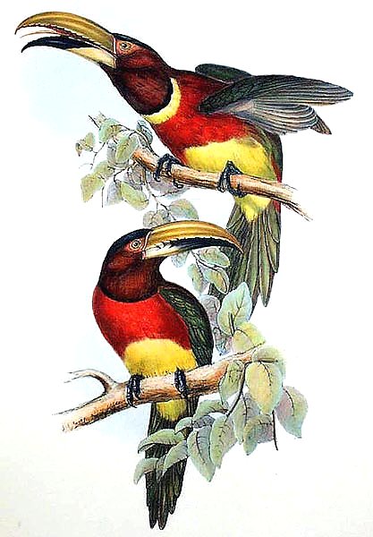 Double-collard Aracari