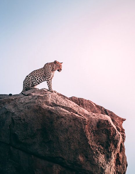 Леопард на скале 1