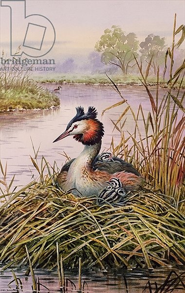 Great-Crested Grebes