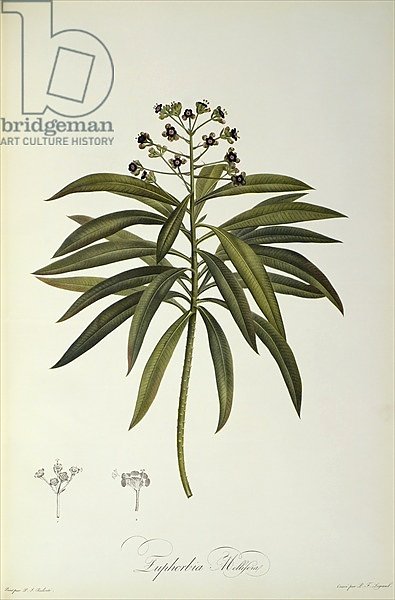 Euphorbia Mellifera, from `Le Jardin de la Malmaison', 1802