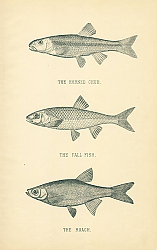 Постер The Horned Chub, The Fall Fish, The Roach 1