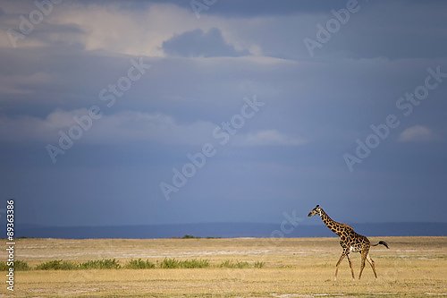 Жираф на равнине перед грозой