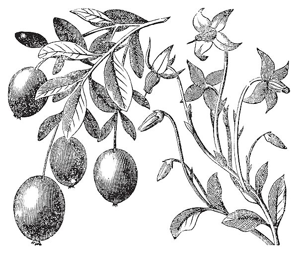 Cranberry vintage engraving